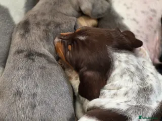 Miniature Dachshund dogs 🐾 Miniature Dachshund Puppies for Sale 🐾 - Advert 17