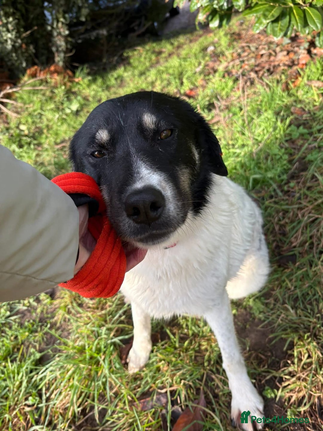 Mixed Breed dogs for adoption: Moira - Norwich Norfolk  - Advert 1