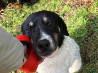 Mixed Breed dogs Moira - Norwich Norfolk - Advert 10