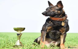 Belgian Shepherd Dog dogs for sale: 7 month old malinois/dutch herder  - Image 6