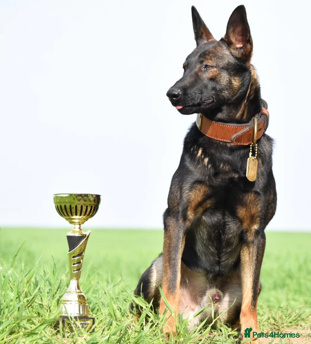 Belgian Shepherd Dog dogs for sale: 7 month old malinois/dutch herder  - Image 6