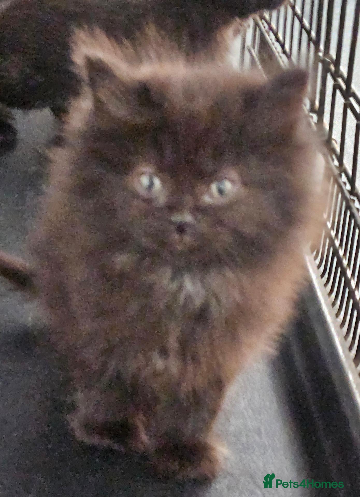 Maine Coon cats Beautiful black fluffy kittens - Advert 17