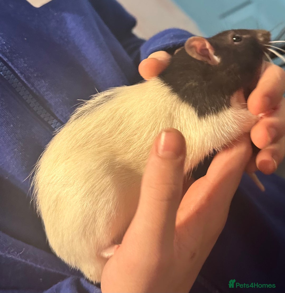 Rat rodents for sale: 2 male rats  - Advert 1