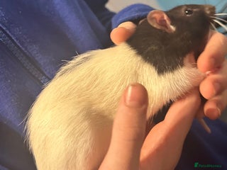 Rat rodents 2 male rats - Advert 10