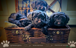 Cockapoo dogs for sale: 5 males, 7 week old Cockerpoo for sale  - Image 4