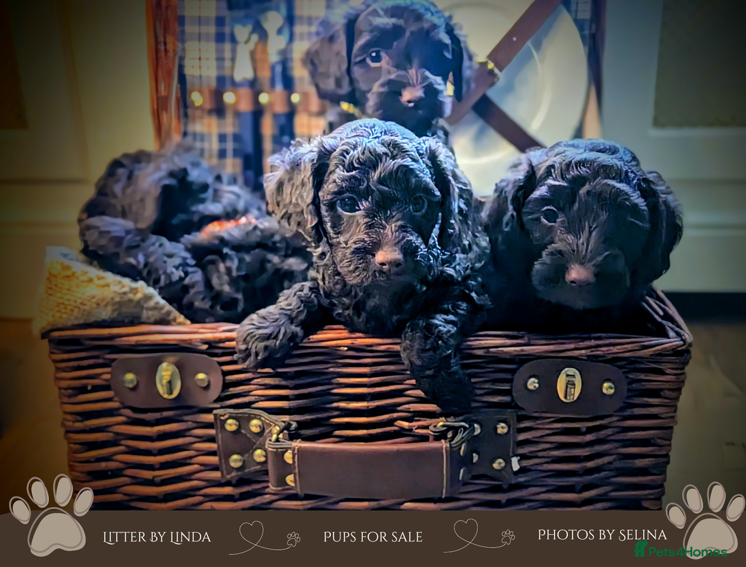Cockapoo dogs for sale: 5 males, 7 week old Cockerpoo for sale  - Image 4