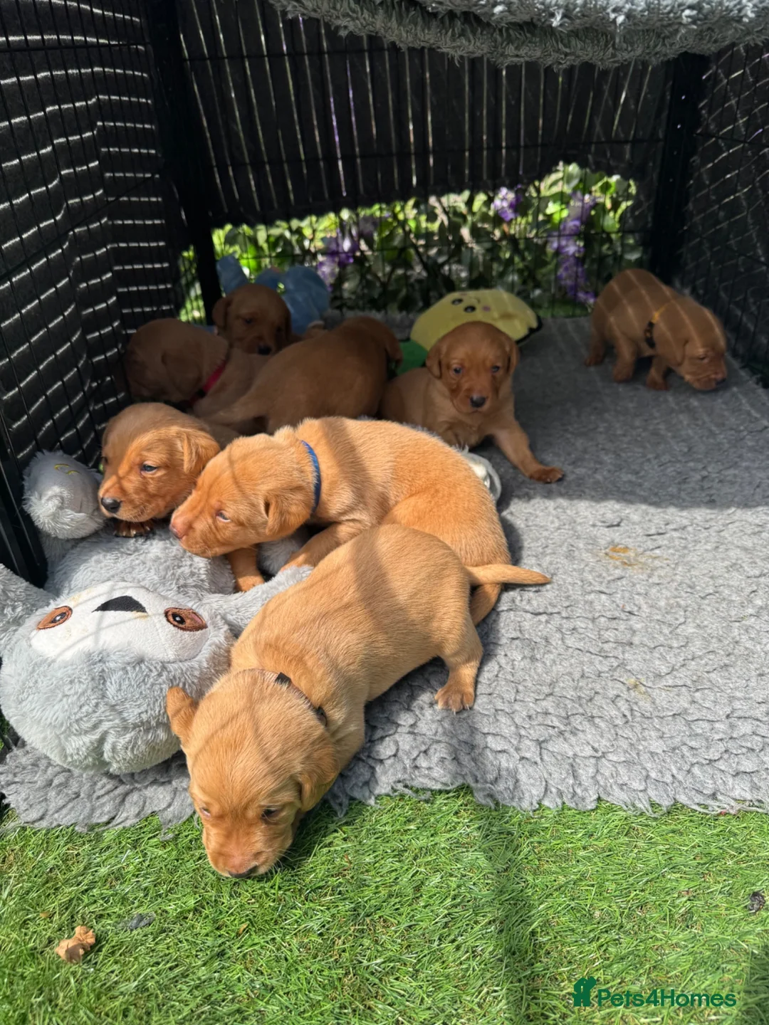 Labrador Retriever dogs for sale: Beautiful male fox red Labrador  - Advert 2