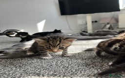 Mixed Breed cats for sale: Female Tabby Mixed Breed Kitten  - Image 4