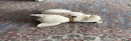 Japanese Shiba Inu dogs for sale: Kiba the Shiba  in Salford - Advert 1
