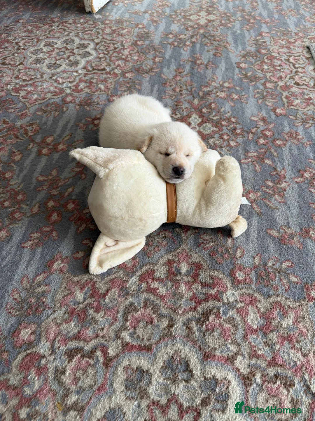 Japanese Shiba Inu dogs for sale: Kiba the Shiba  in Salford - Advert 1