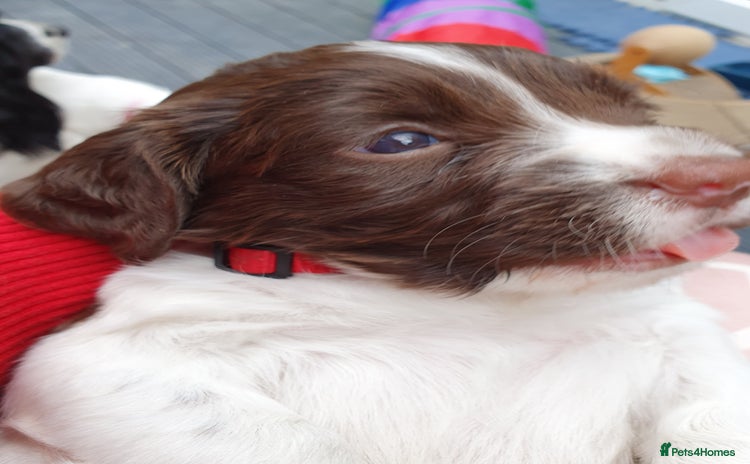 English Springer Spaniel dogs - Advert 4