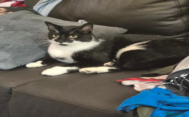 Domestic Shorthair cats - Advert 2