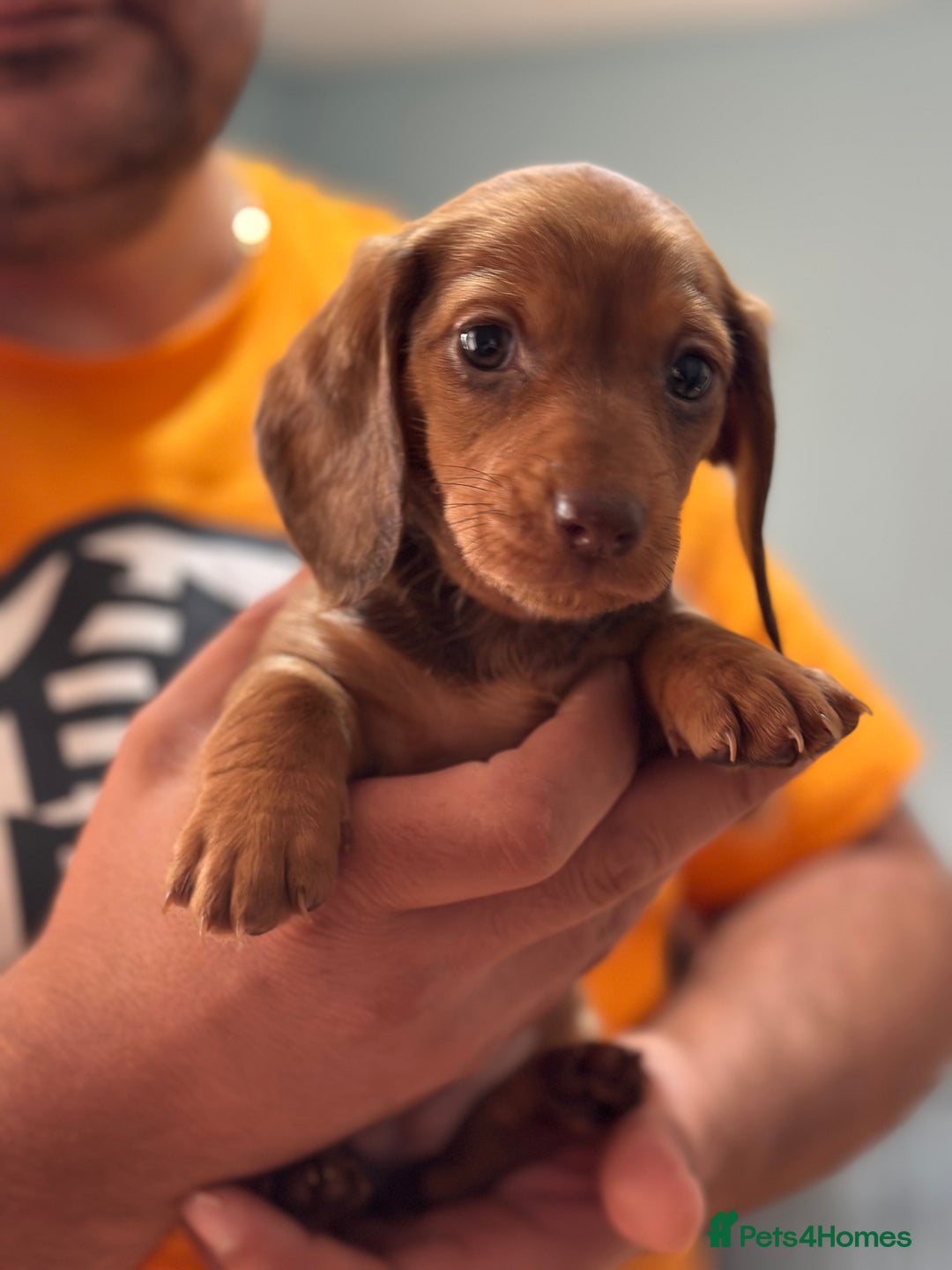 Dachshund dogs for sale: Our dwarf sausages are looking for a family🙃 - Image 20