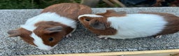 Guinea Pig rodents for sale: Pair of red Dutch sisters  - Advert 3