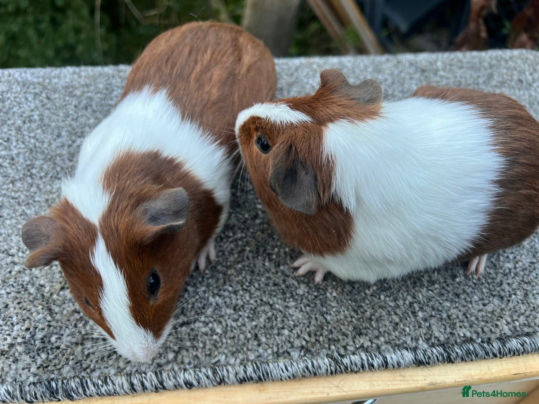 Guinea Pig rodents for sale: Pair of red Dutch sisters  - Advert 3