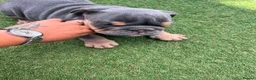 Olde English Bulldogge dogs for sale: Old English x English Bulldog puppies - Advert 5