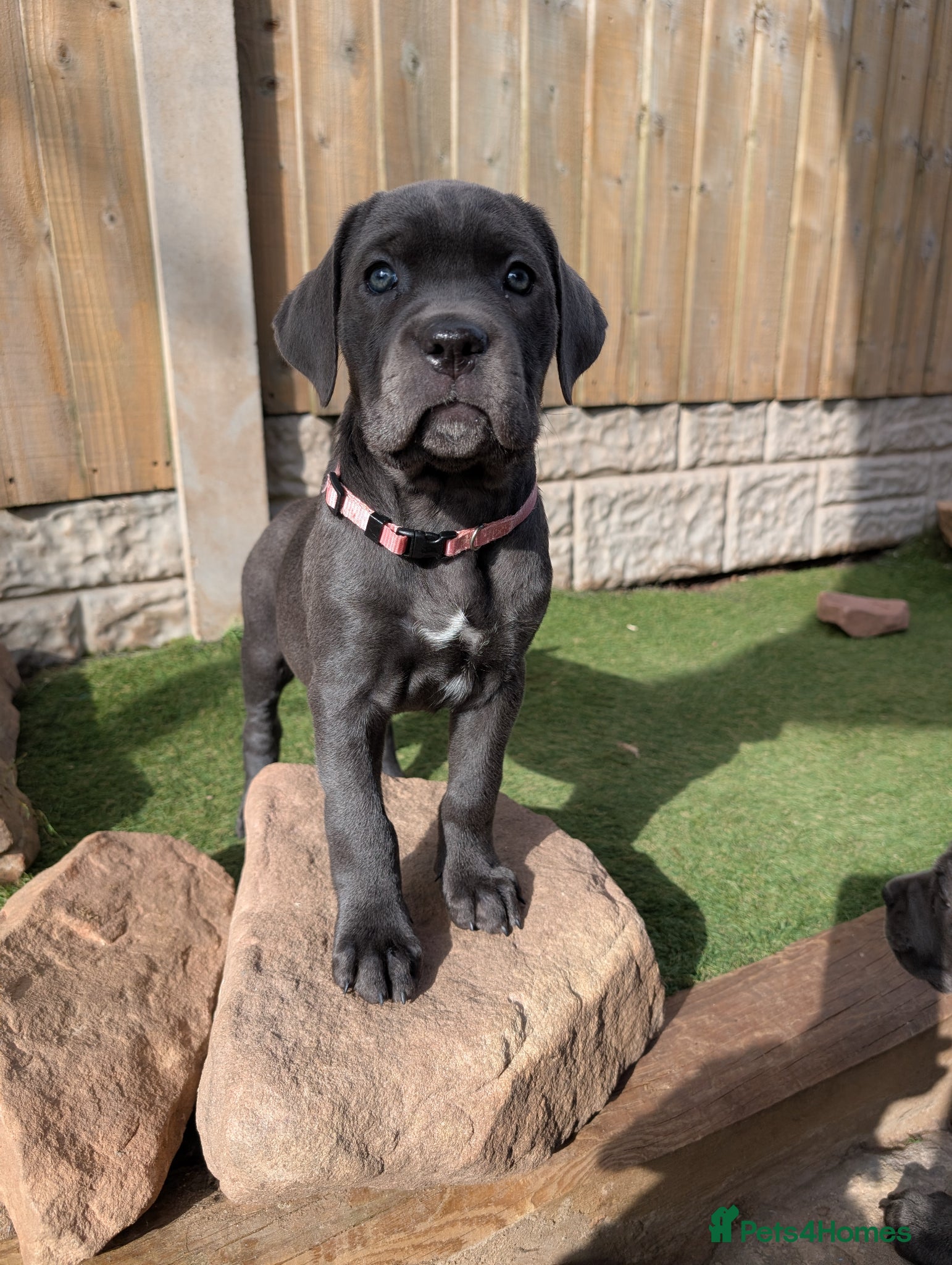 Cane Corso dogs Cane corso puppies  - Advert 1