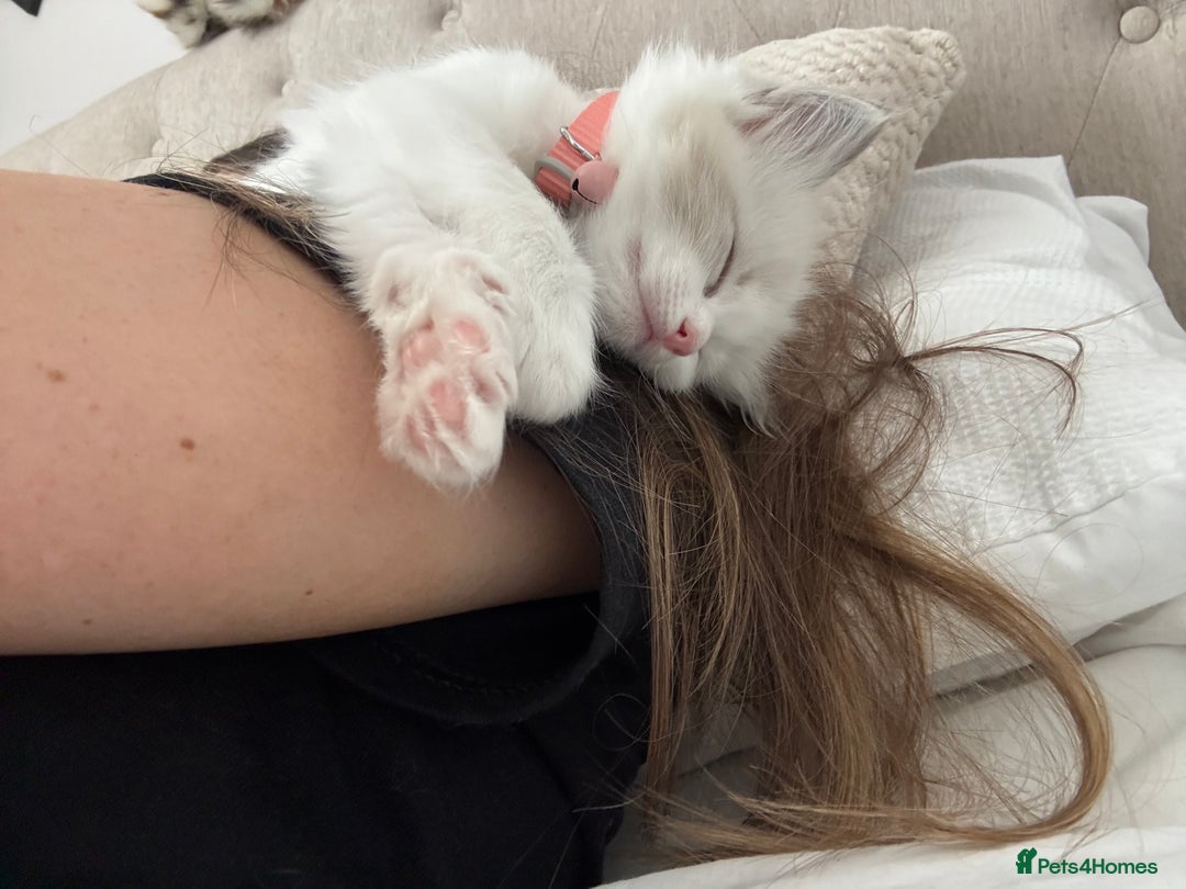 Ragdoll cats for sale: Girl ragdoll kittens  - Image 16