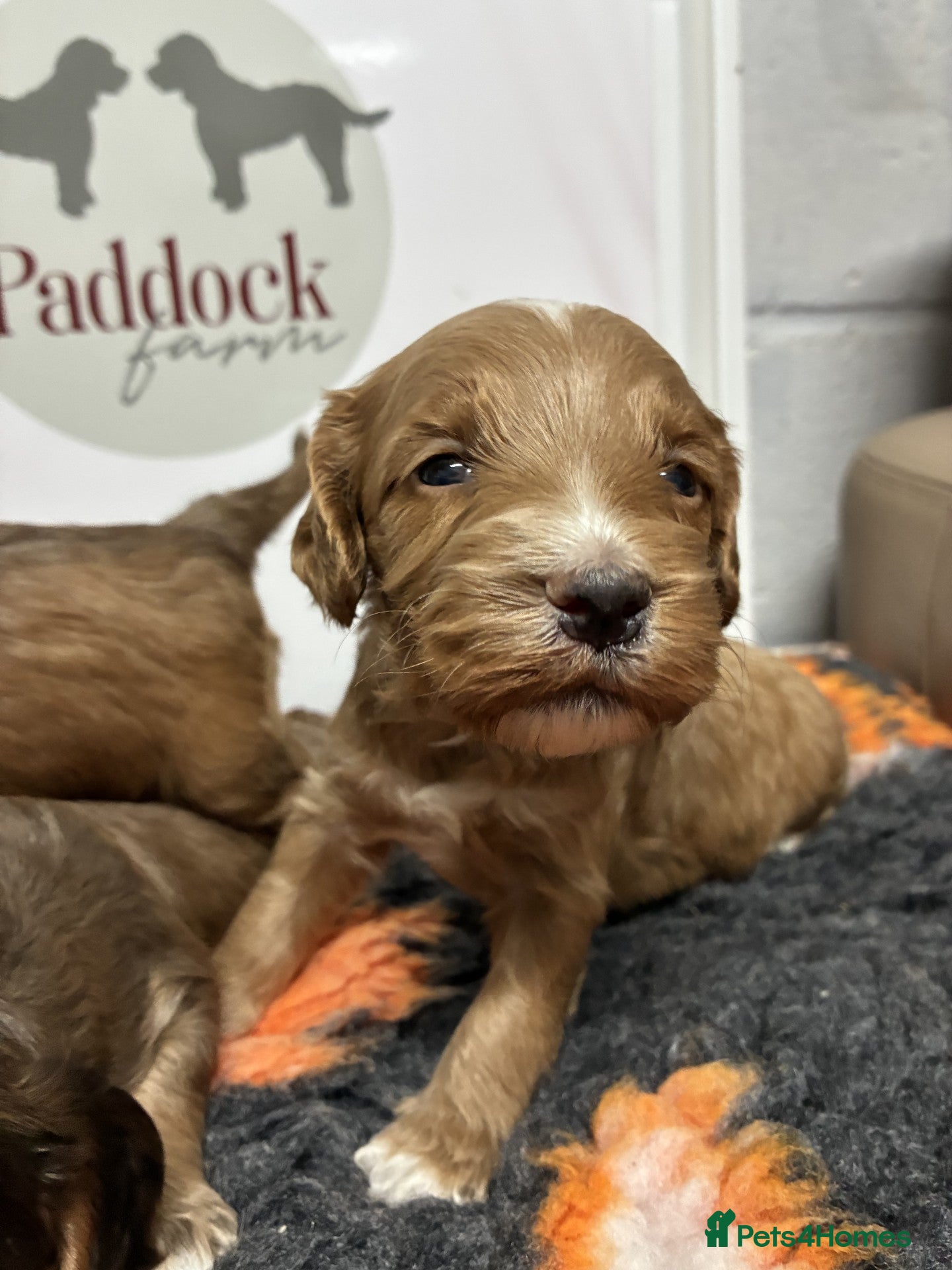Cockapoo dogs for sale: 🌟 Stunning F1 cockapoo puppies 🌟 - Advert 8