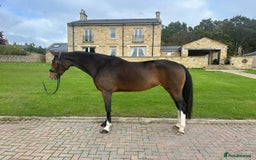 English Warmblood horses for sale: Darcy - Excellent BE prospect - Image 5