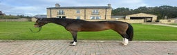 English Warmblood horses for sale: Darcy - Excellent BE prospect - Advert 1