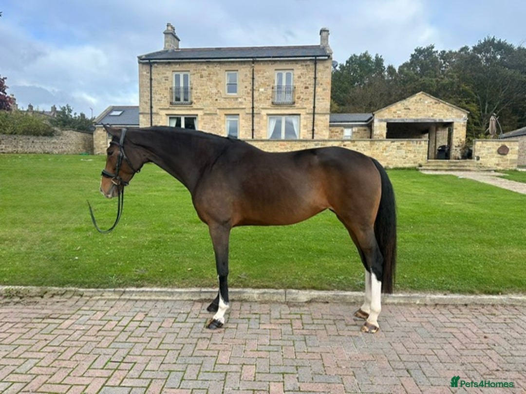English Warmblood horses for sale: Darcy - Excellent BE prospect - Image 5