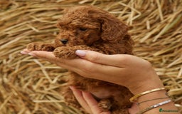 Toy Poodle dogs for sale: 🐩💖 Charming Toy Poodle Puppies for Sale 🐾✨ - Image 5