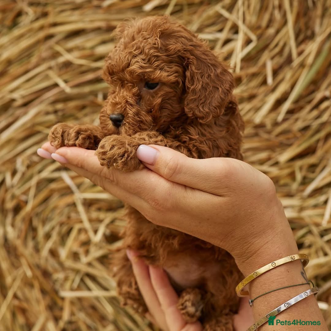 Toy Poodle dogs for sale: 🐩💖 Charming Toy Poodle Puppies for Sale 🐾✨ - Image 5