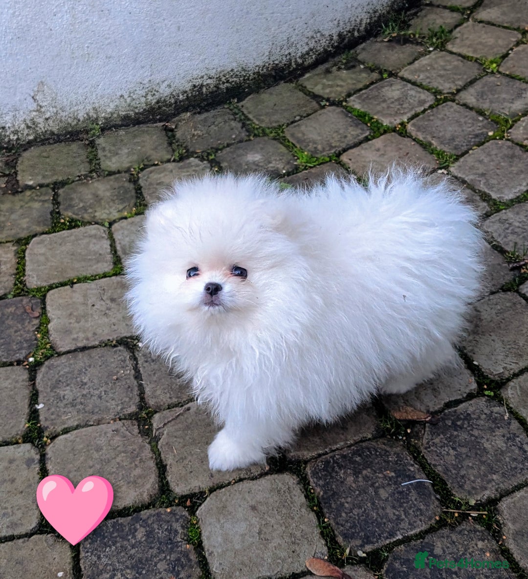Pomeranian dogs for sale: ☁️RARE SOLID WHITE POMERANIANS ☁️ - Image 7