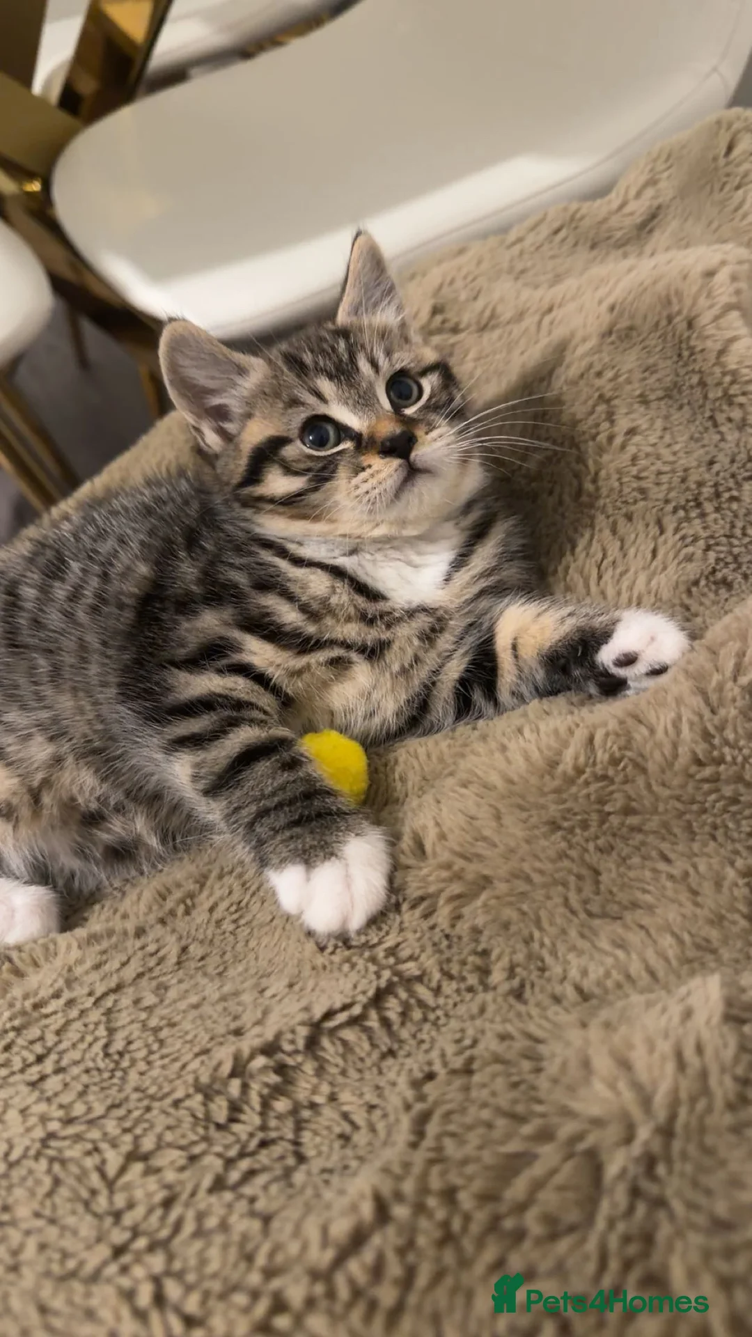 British Shorthair cats for sale: Kitten  - Advert 7