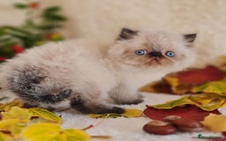Persian cats for sale: Persian Kittens - Image 3