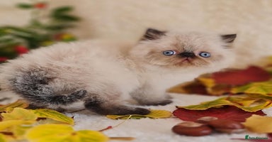 Persian cats - Advert 12