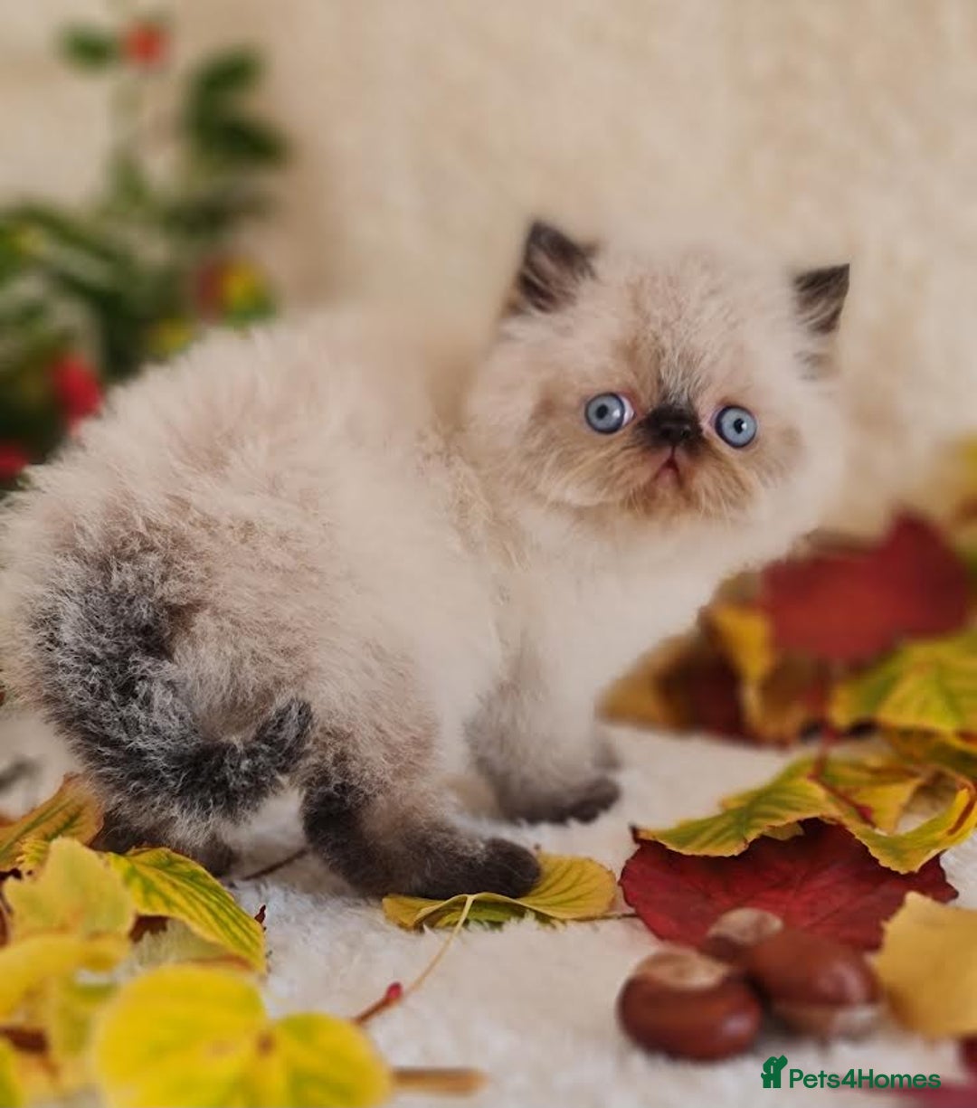 Persian cats for sale: Persian Kittens - Image 3