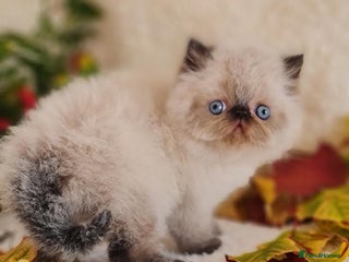 Persian cats - Advert 20