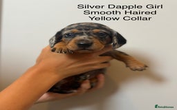 Miniature Dachshund dogs for sale: Beautiful Miniature Dachshund Puppies  - Image 3