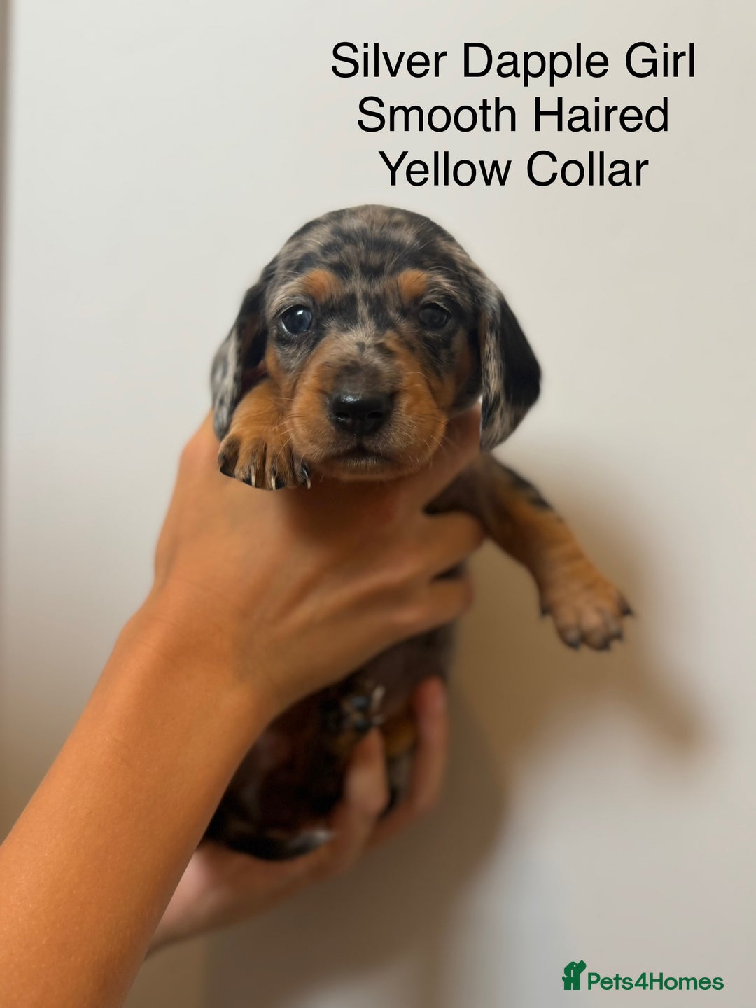 Miniature Dachshund dogs for sale: Beautiful Miniature Dachshund Puppies  - Image 3