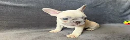 French Bulldog dogs for sale: KC Registered French Bulldogs Boys Ready Now in Borehamwood - Advert 9