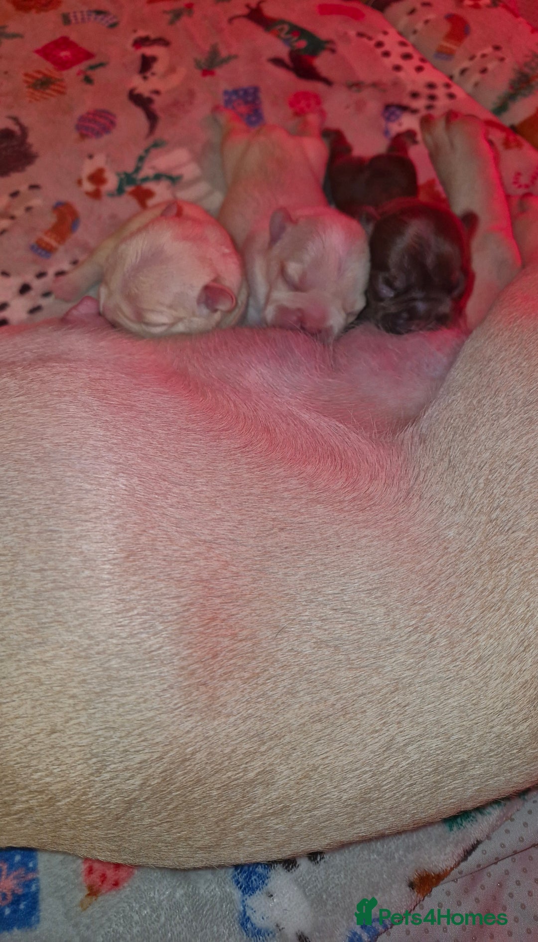 French Bulldog dogs for sale: French bulldog - Advert 4