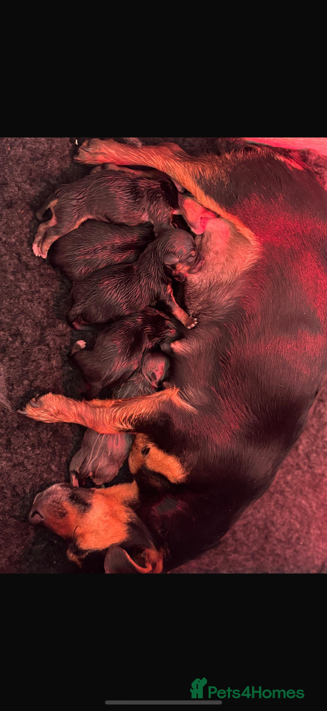 Jack Russell dogs for sale: Short haired, short legged jack Russells - Image 9