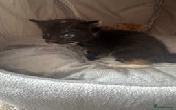 Mixed Breed cats for sale: Main coon mix kittens - Image 18