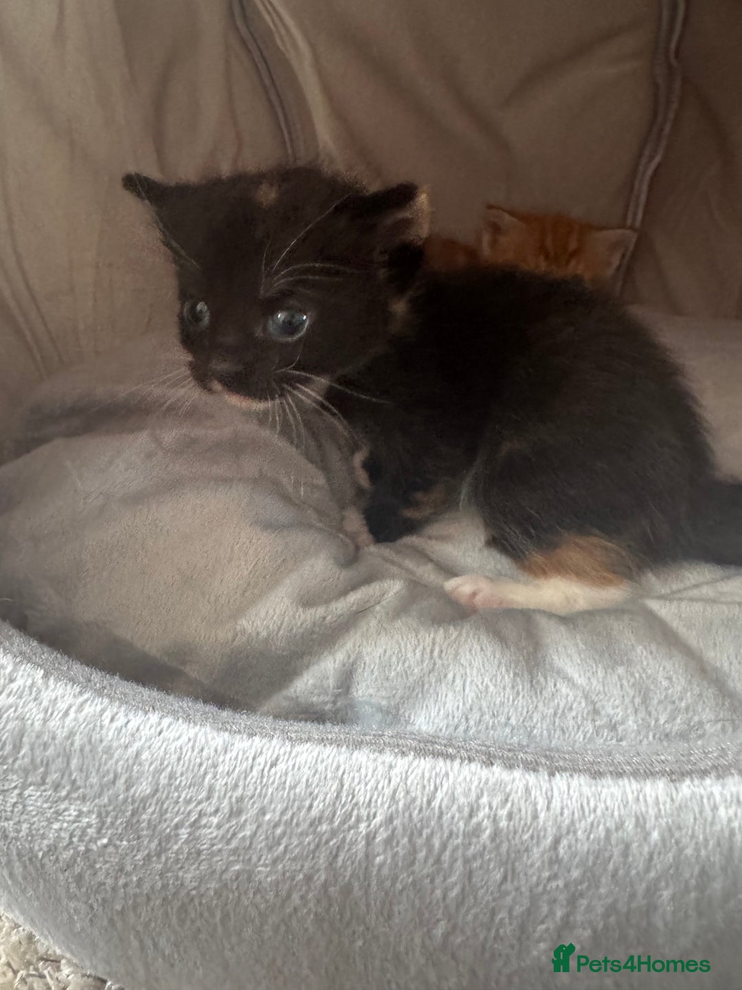Mixed Breed cats for sale: Main coon mix kittens - Image 18