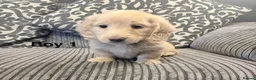 Miniature Dachshund dogs for sale: long haired cream miniature dachshund puppies  - Advert 6