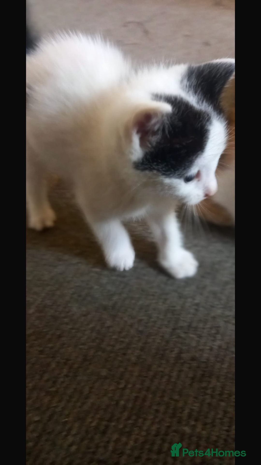 Mixed Breed cats for sale: 3 kitties for sale  - Image 4
