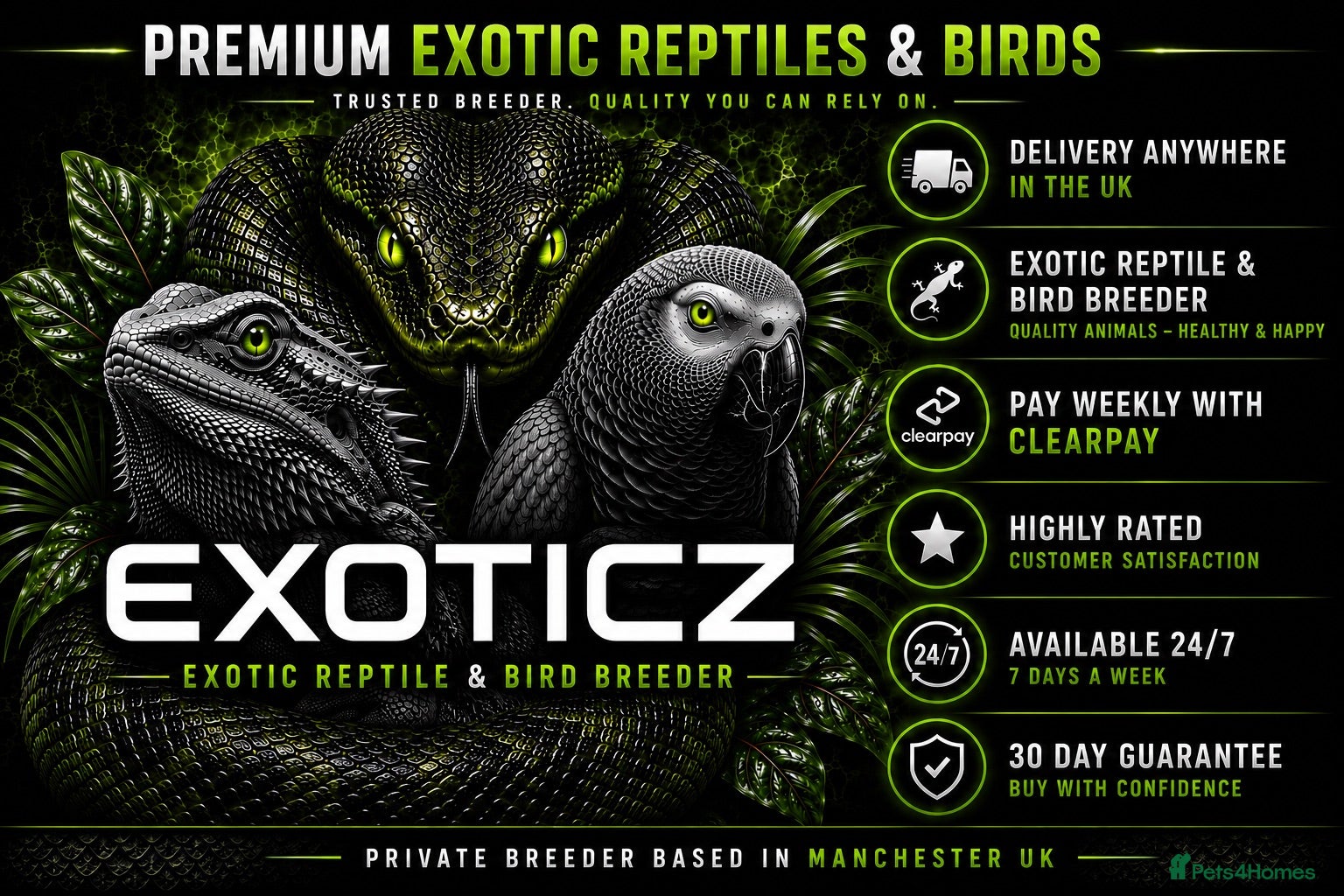 Tortoise reptiles Tortoise Babies - Advert 2
