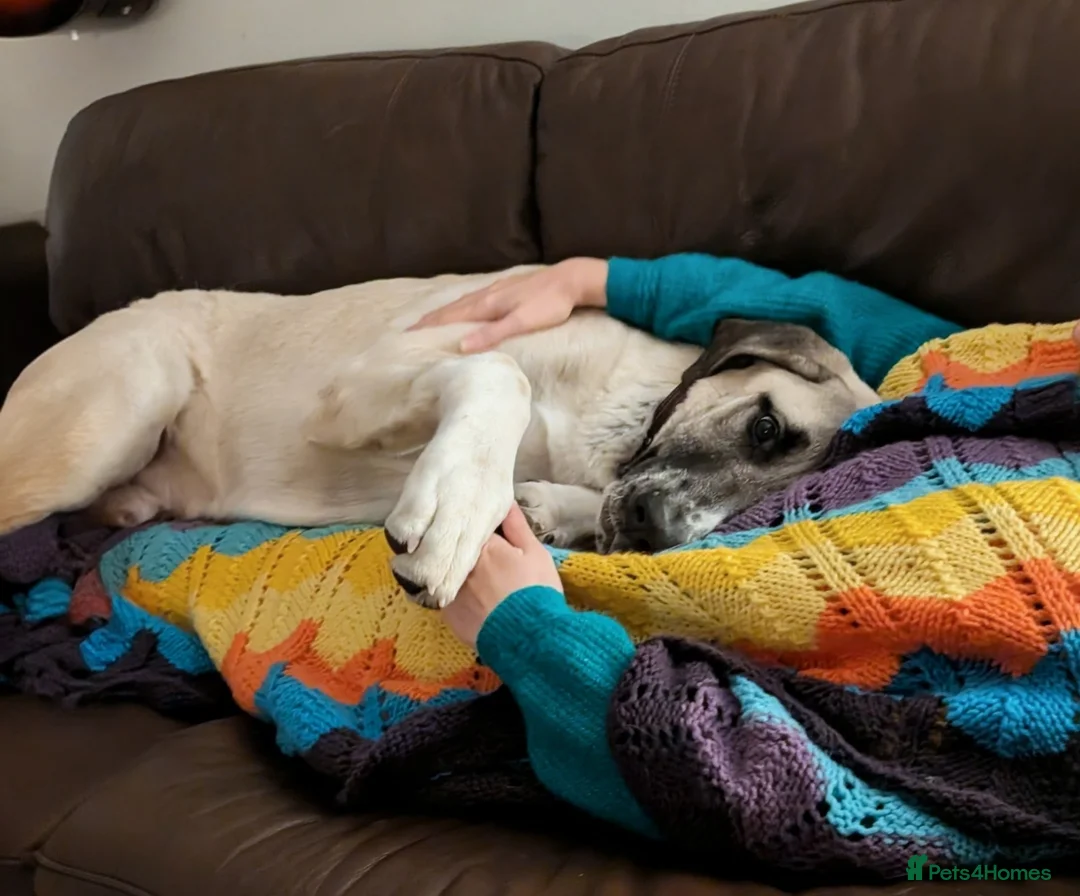 Mixed Breed dogs for sale: Guardian dog in Llantwit Major - Advert 2