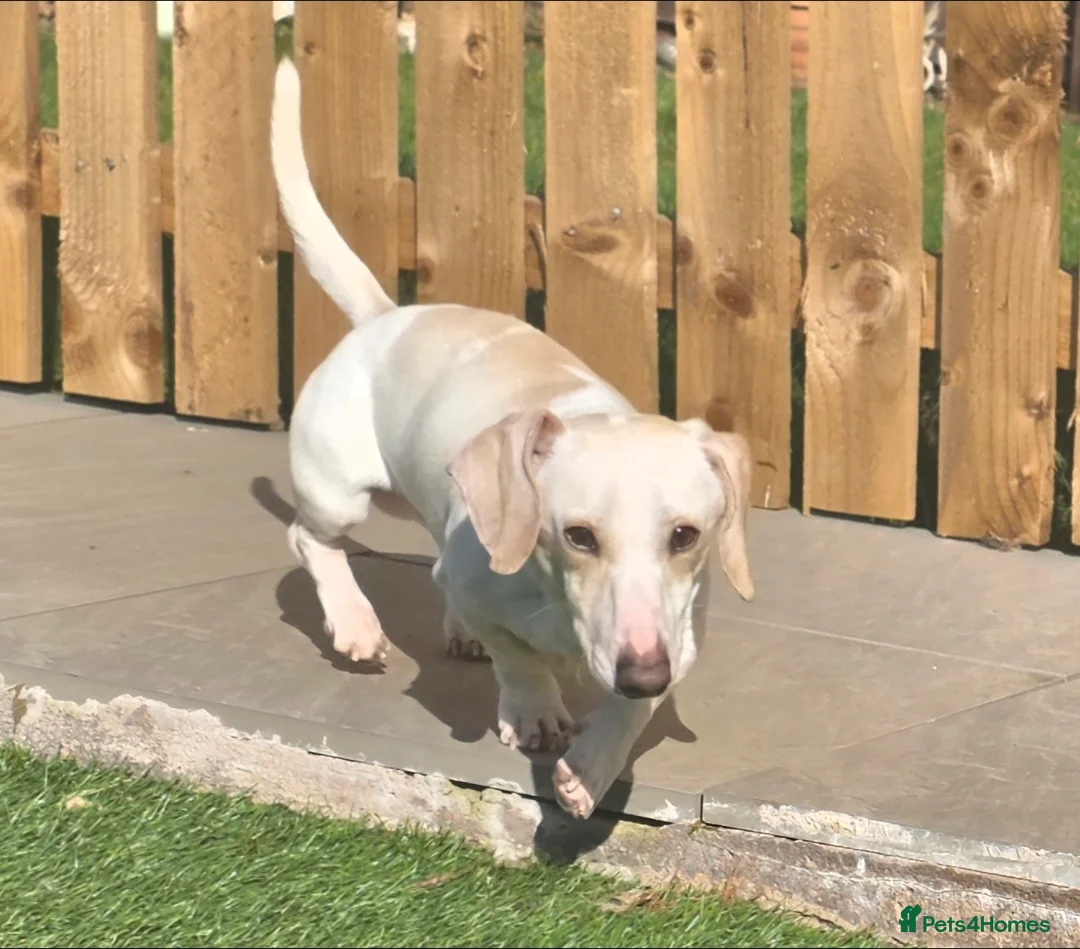Miniature Dachshund dogs for sale: KC Smooth Cream Piebald - Advert 2