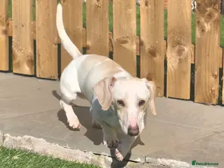 Miniature Dachshund dogs KC Smooth Cream Piebald - Advert 6