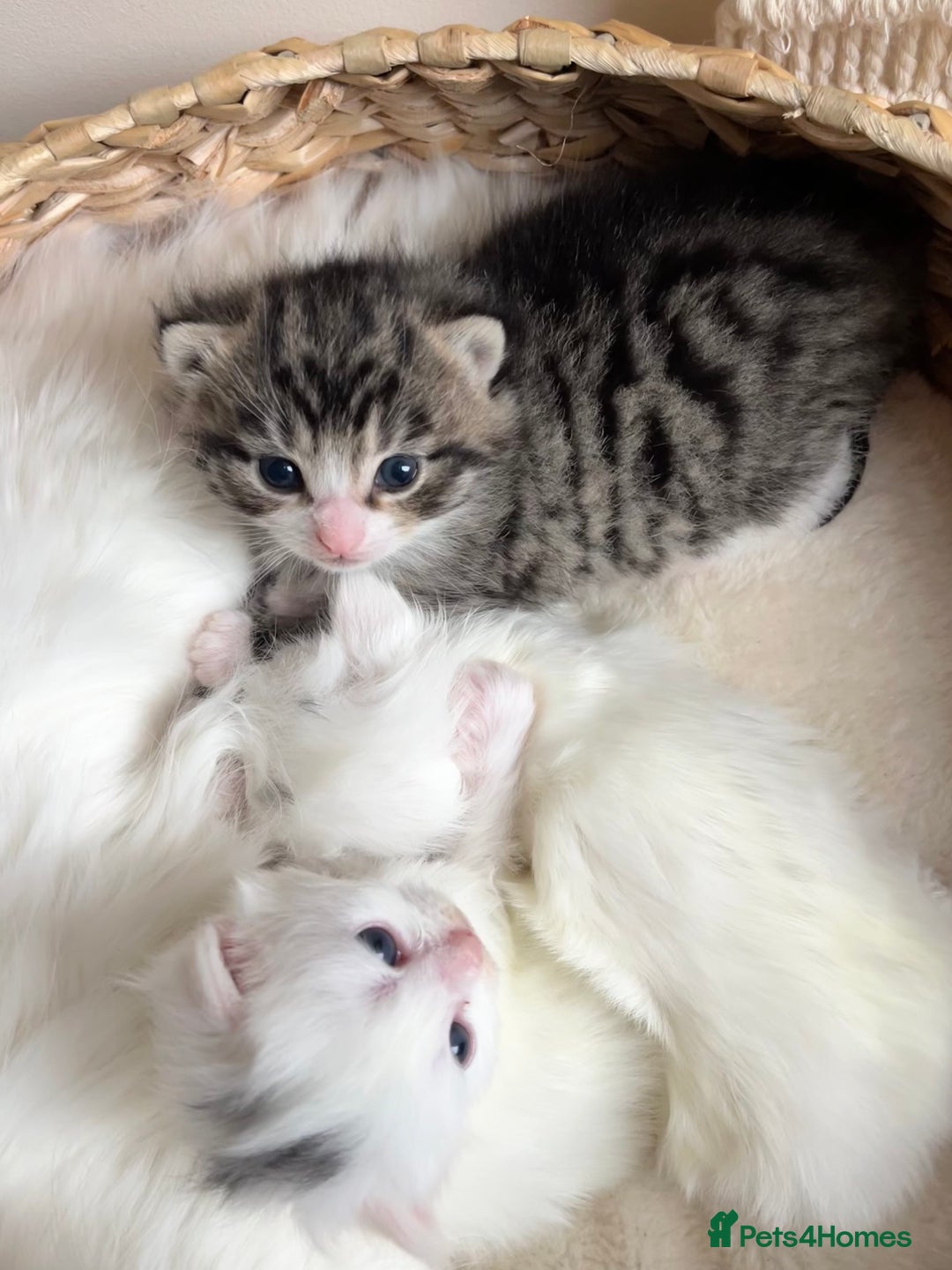 Siberian cats for sale: Three Fluffy Kittens - Advert 2