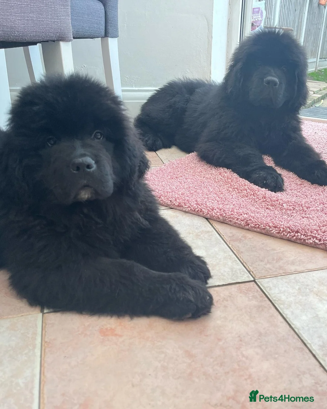 Newfoundland dogs for sale: 💖Available Newfoundland Cute Babies. - Advert 2