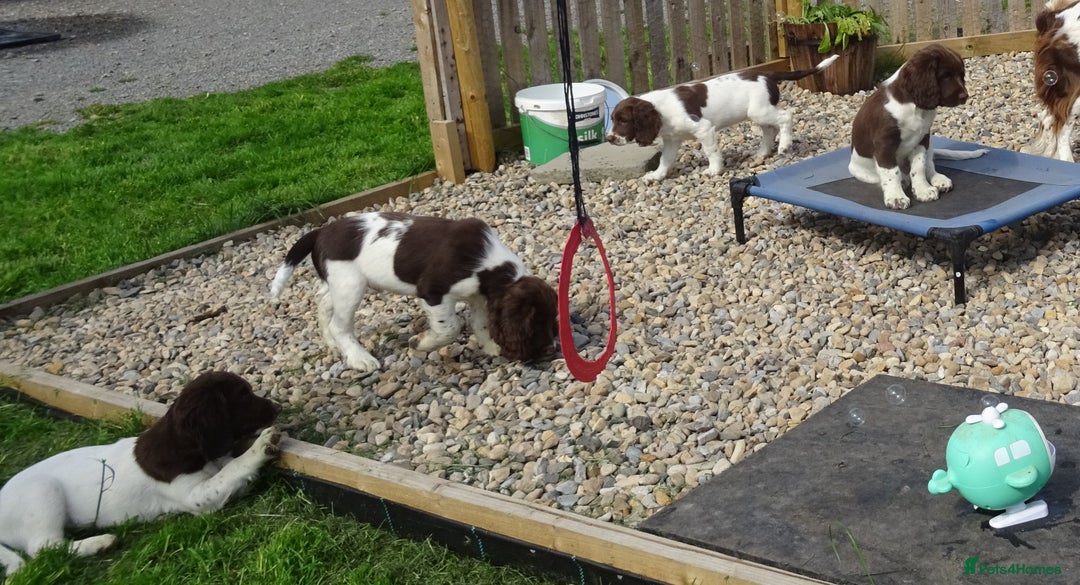 English Springer Spaniel dogs for sale: English Springer Spaniel Puppy 2 - English Springer Spaniel Puppies - Image 22